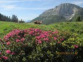 /album/gusenalm-am-goldeck/img-1468-jpg/